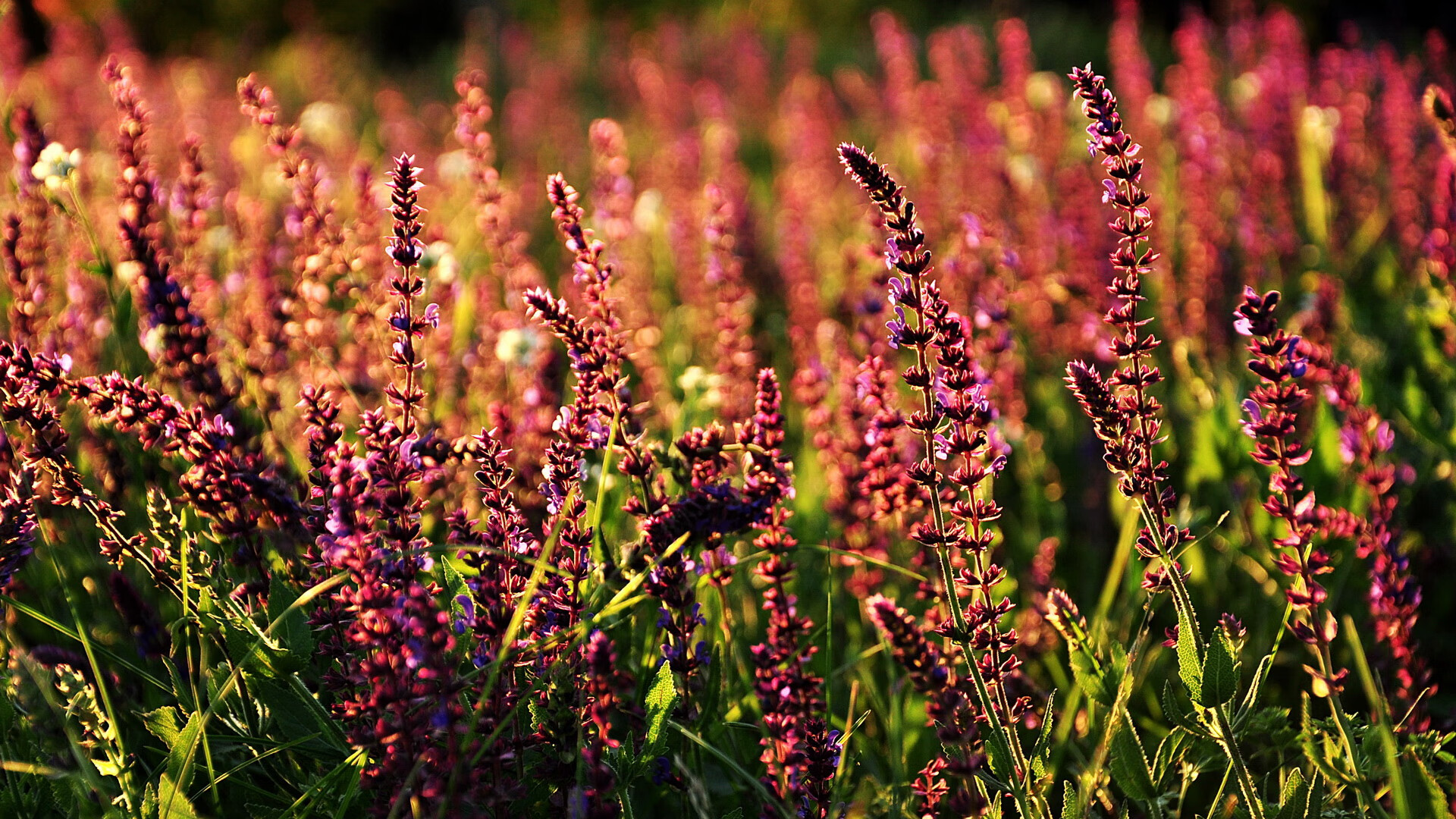 太阳稳稳拿下尼克斯,爱德华兹成为关键先生