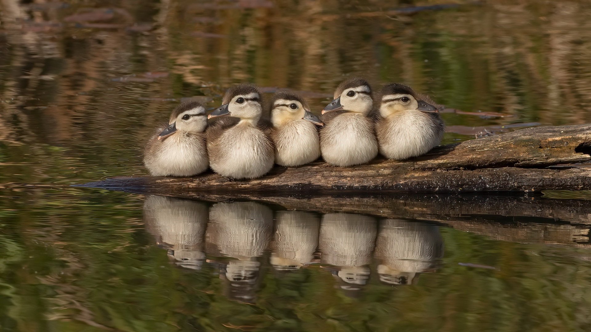 终场哨响前的王权更迭,德布劳内一役封神,切尔西压哨击碎佛罗伦萨的全球排名野望