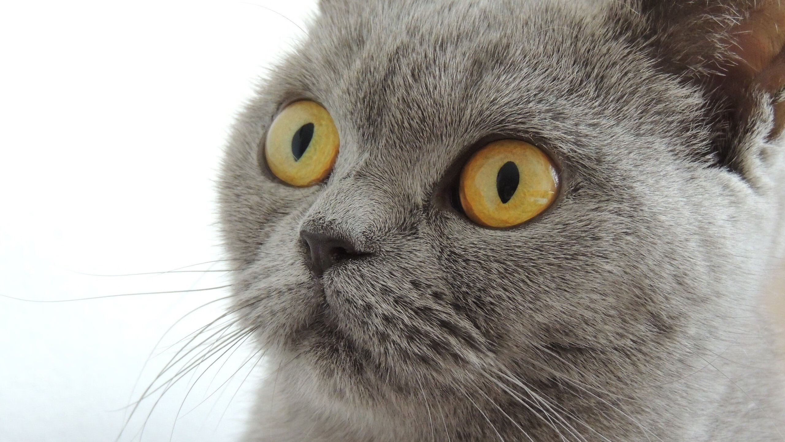 文班亚马,当无解成为常态,太阳如何破解独行侠的终极谜题?